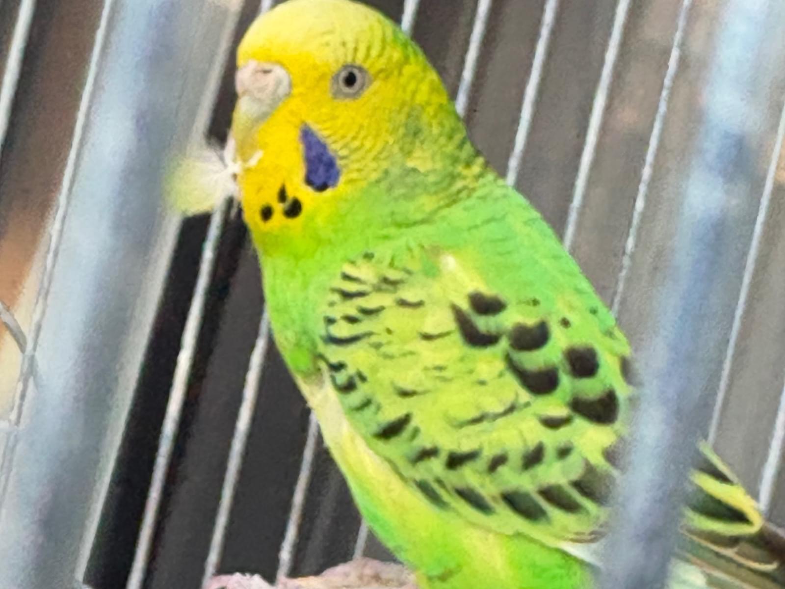 ぴーちゃん ぴーちゃん