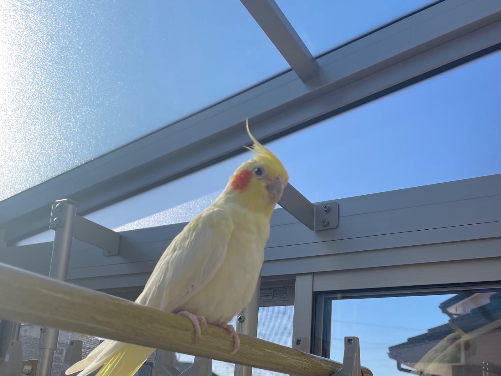 ハナちゃん ハナちゃん