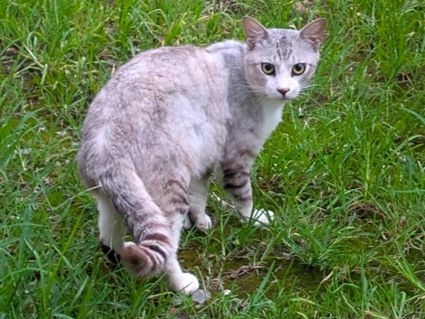 目撃された猫 目撃された猫