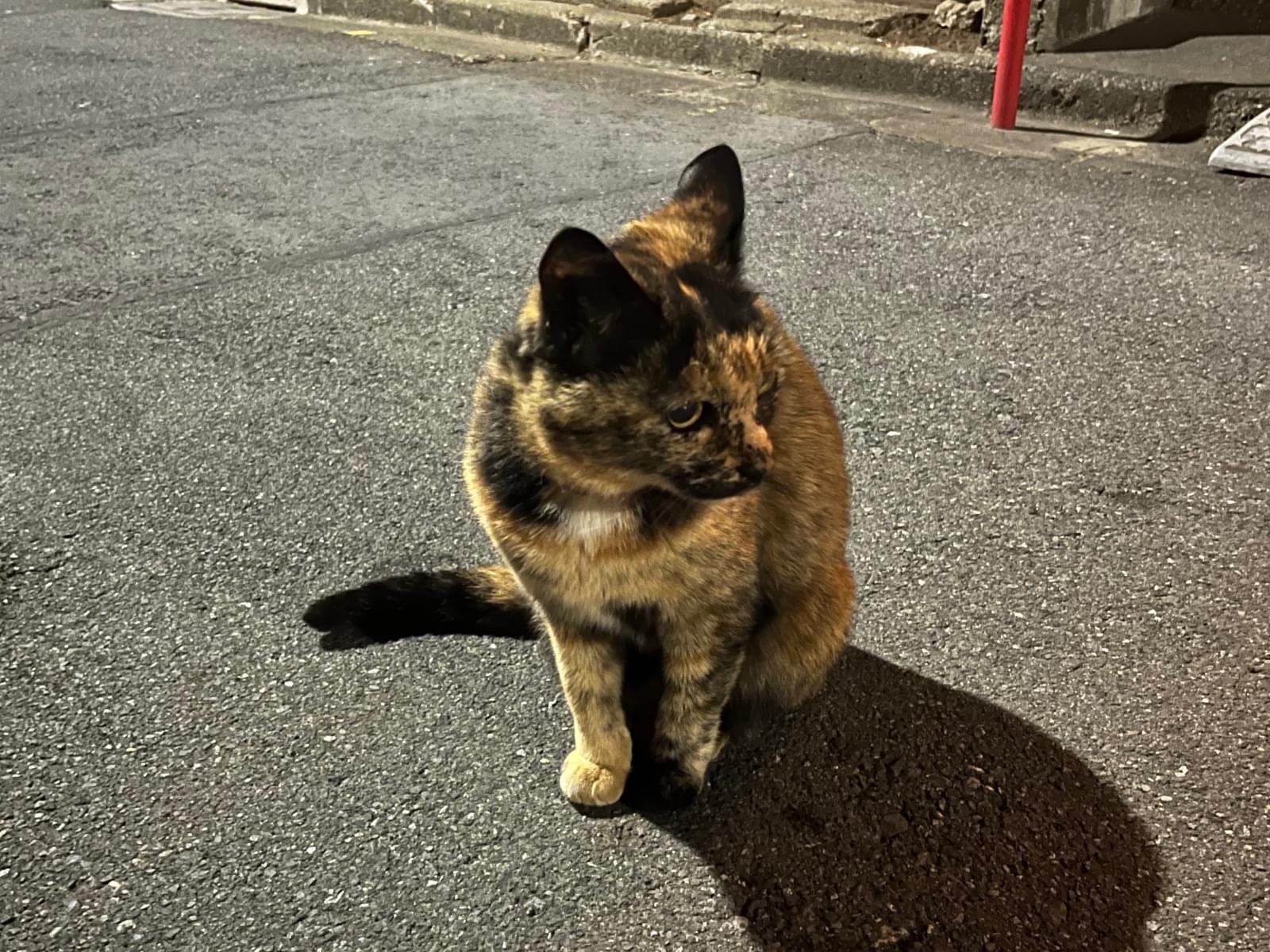 目撃された猫 目撃された猫