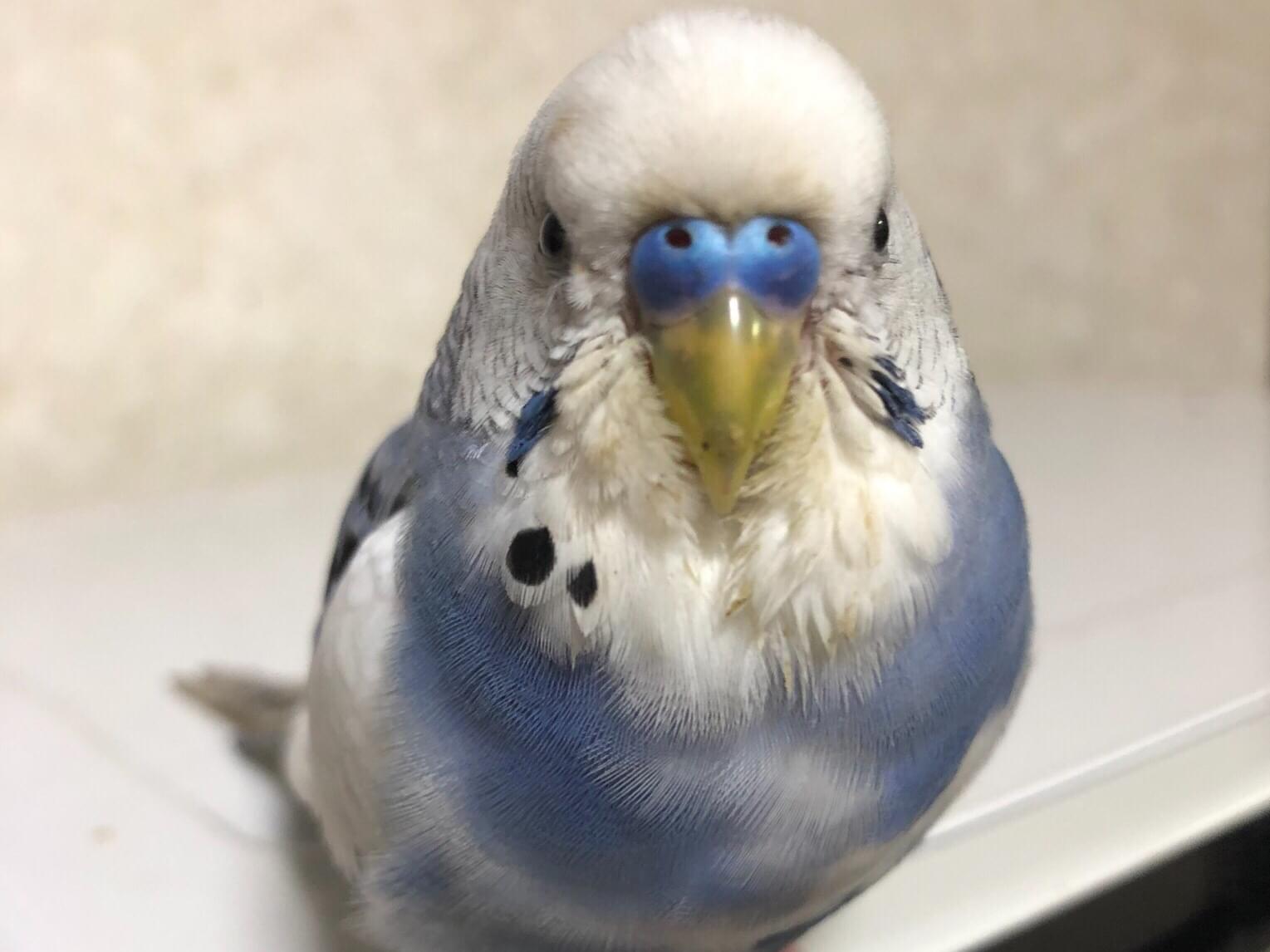 ガロちゃん ガロちゃん