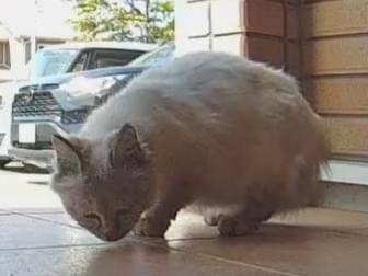 目撃された猫 目撃された猫