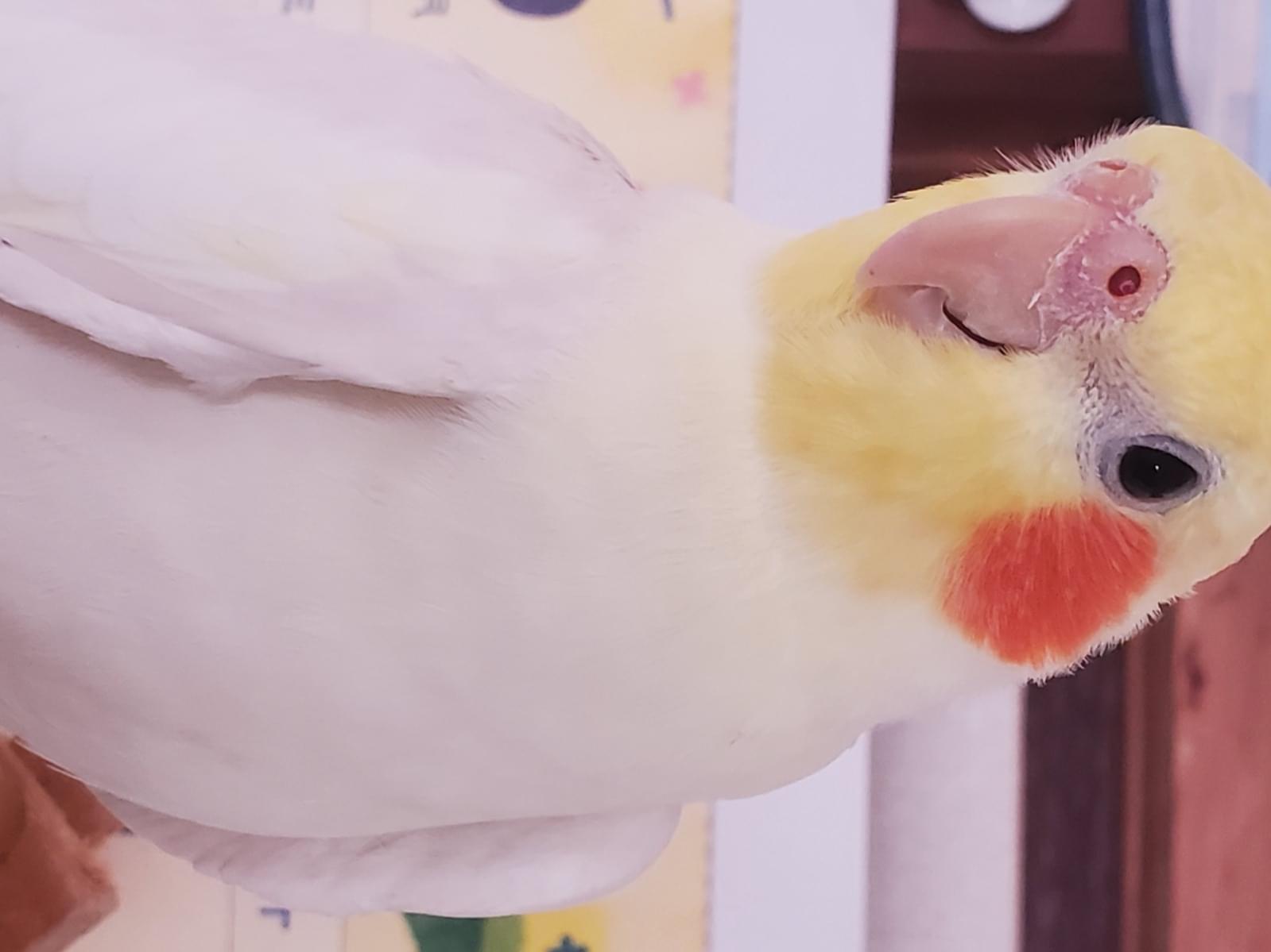 ほっぺちゃん ほっぺちゃん