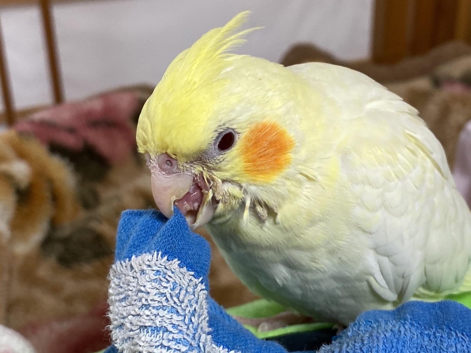 オスカーちゃん