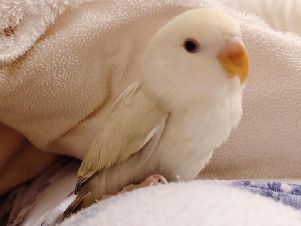 ピスケちゃん ピスケちゃん