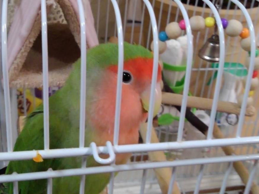 ピーちゃん ピーちゃん
