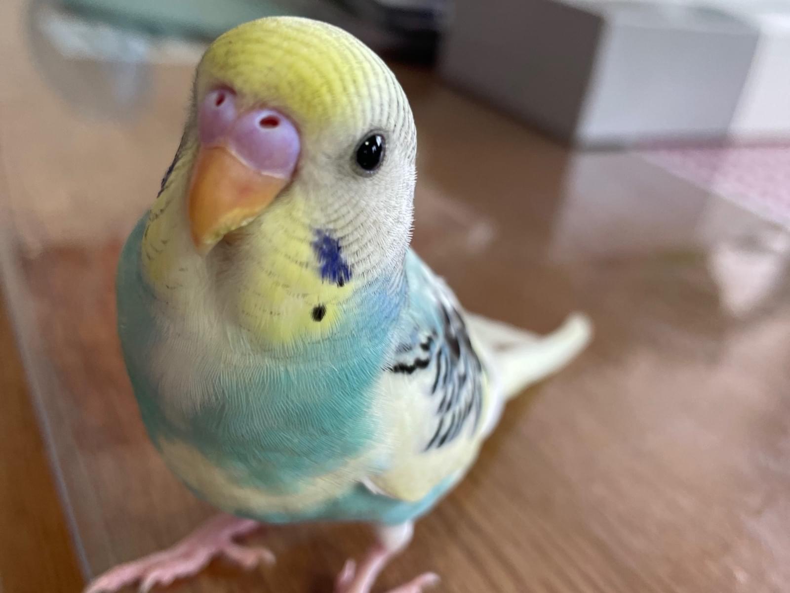 ぴっちゃん ぴっちゃん