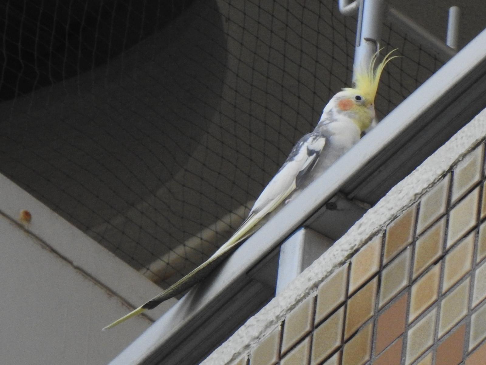 目撃された鳥 目撃された鳥