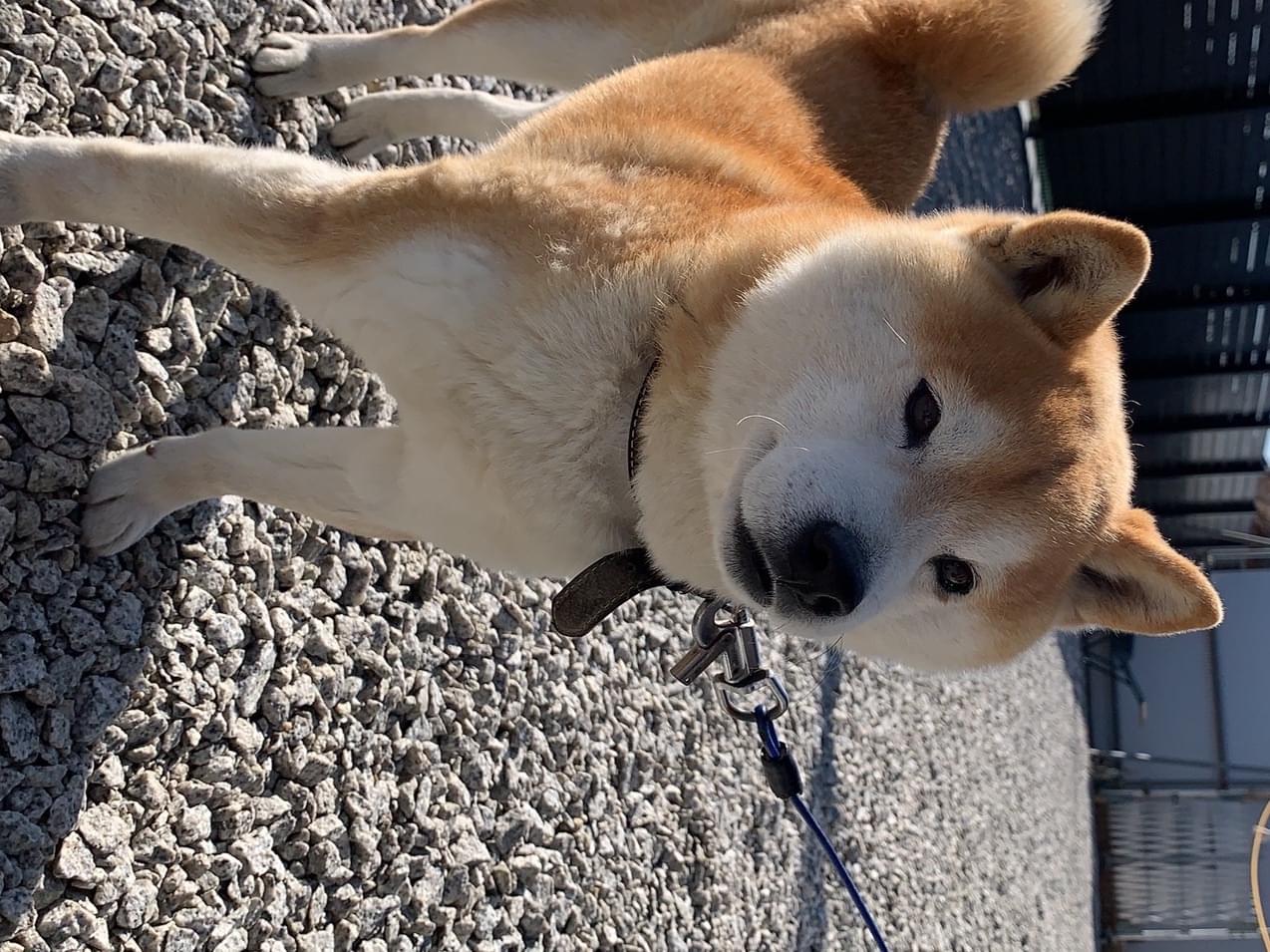 ふうたちゃん ふうたちゃん