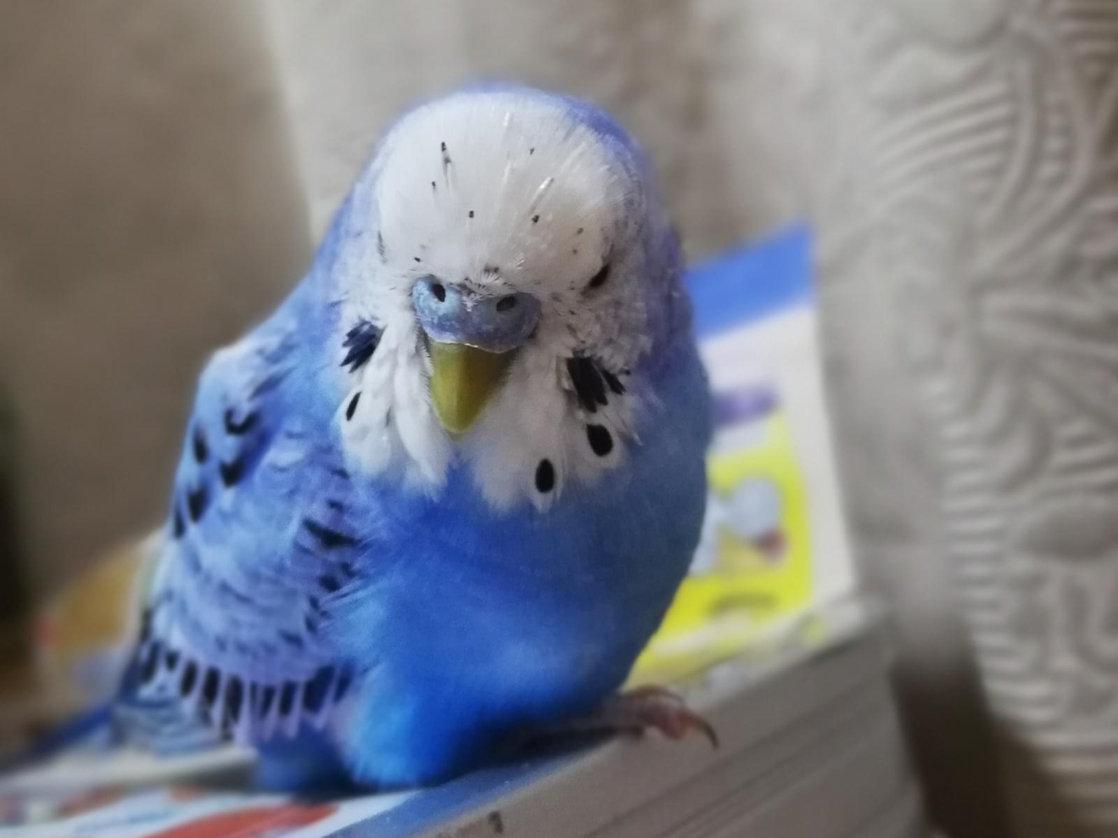 ピピちゃん ピピちゃん