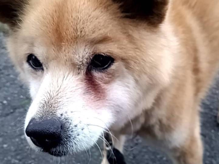 こたろうちゃん こたろうちゃん