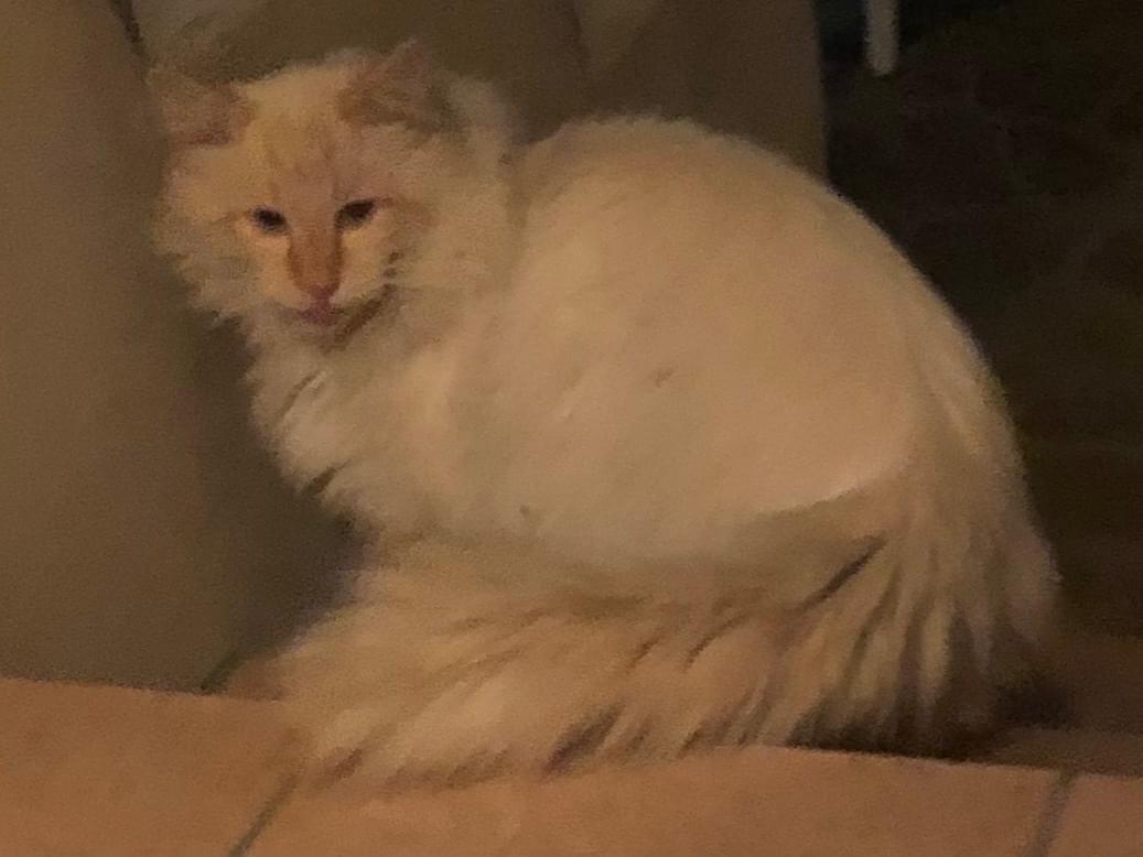 目撃された猫 目撃された猫
