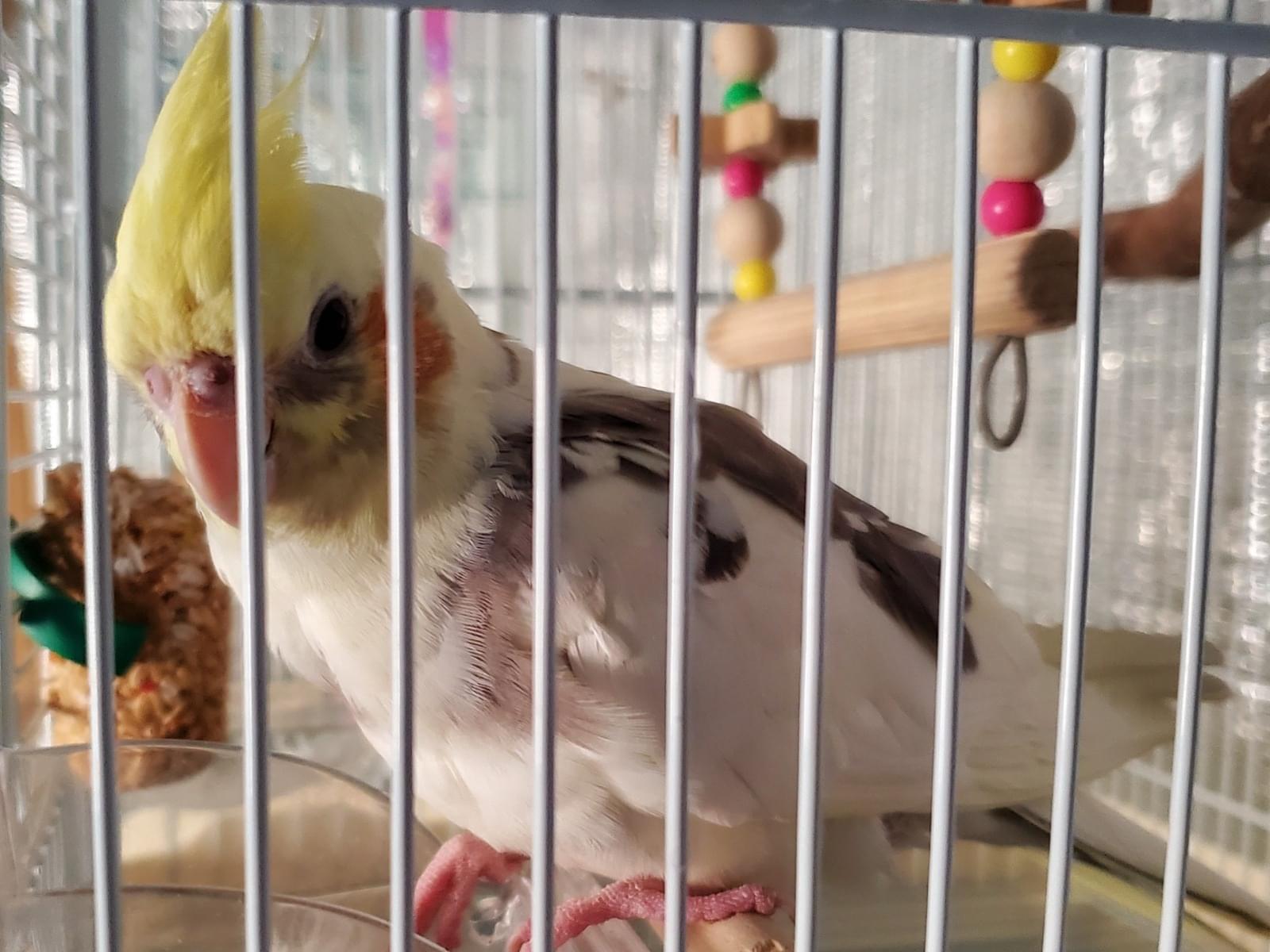 ウーちゃん ウーちゃん