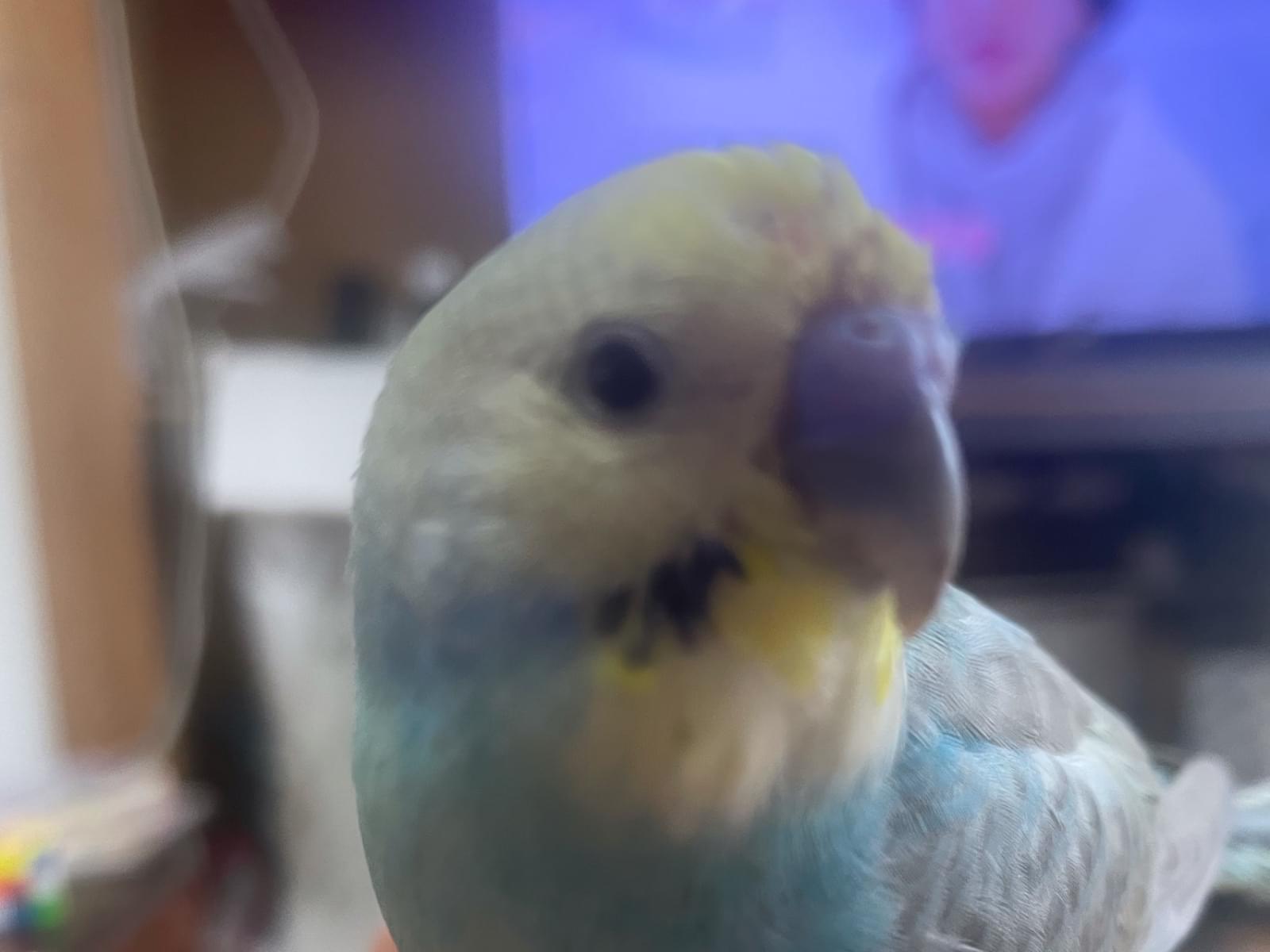 あおっぺちゃん あおっぺちゃん