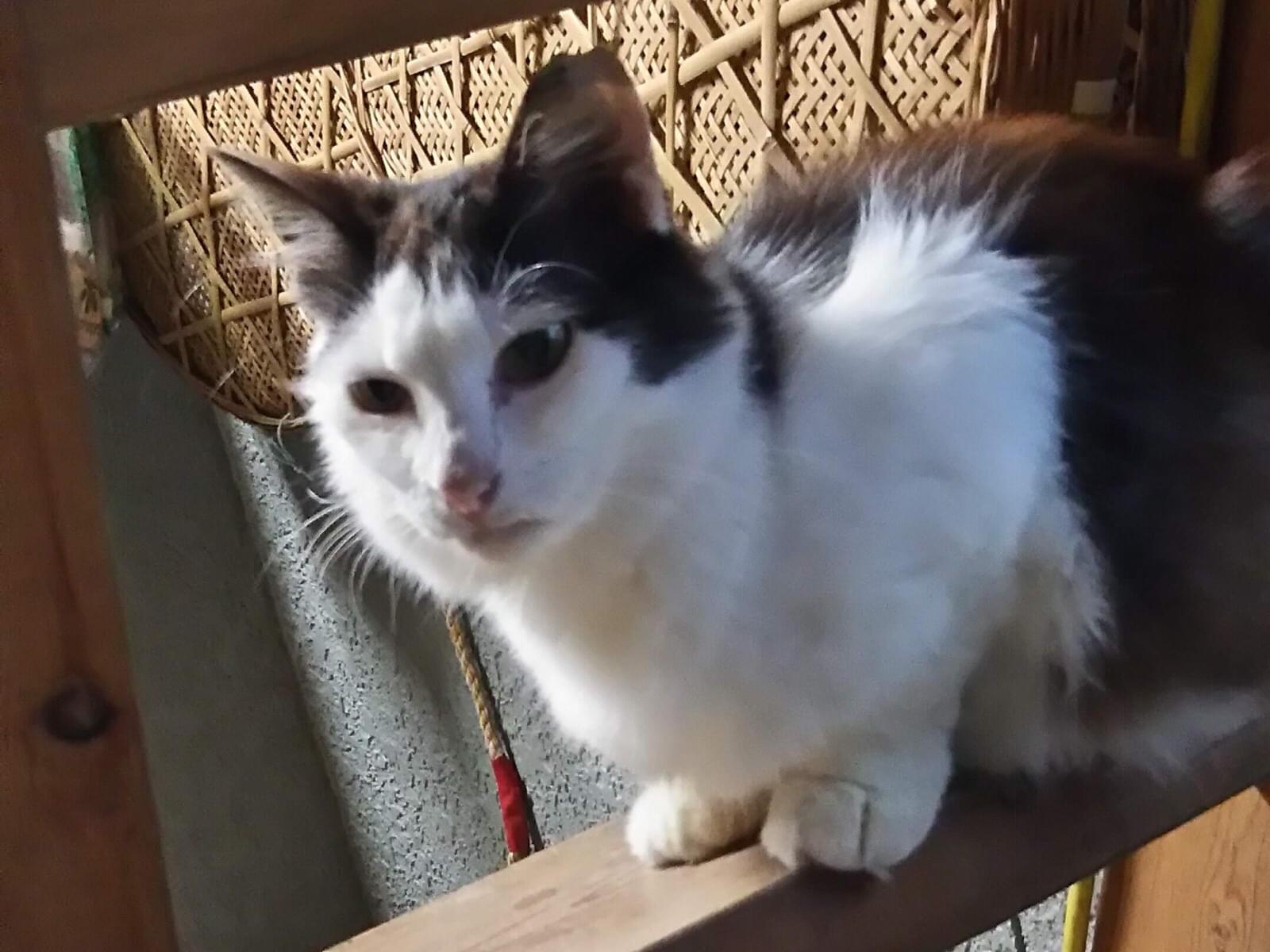ちゃーちゃん ちゃーちゃん