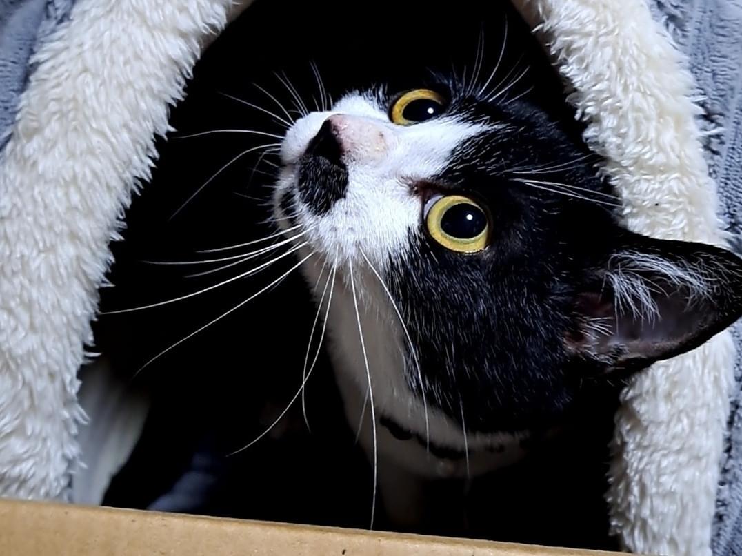 保護された猫 保護された猫