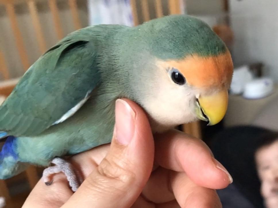 サクちゃん サクちゃん