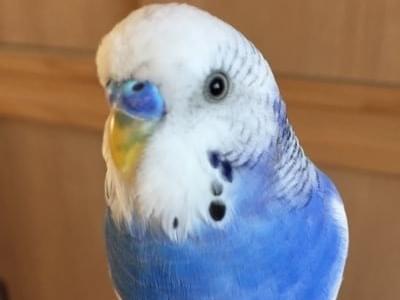 ルルちゃん ルルちゃん