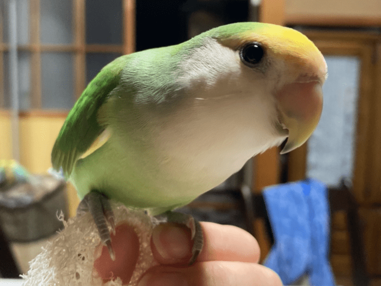 きーちゃん きーちゃん