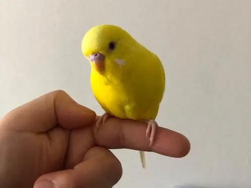 セキセイインコのルチノー探してます