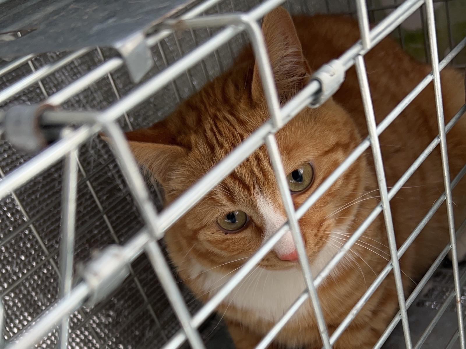 保護された猫 保護された猫