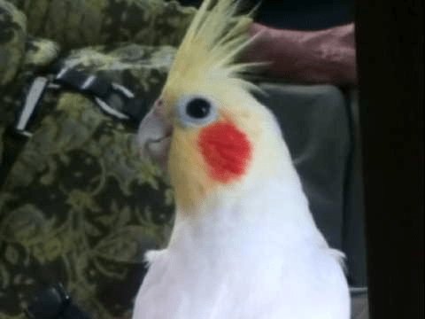 ピーちゃん ピーちゃん