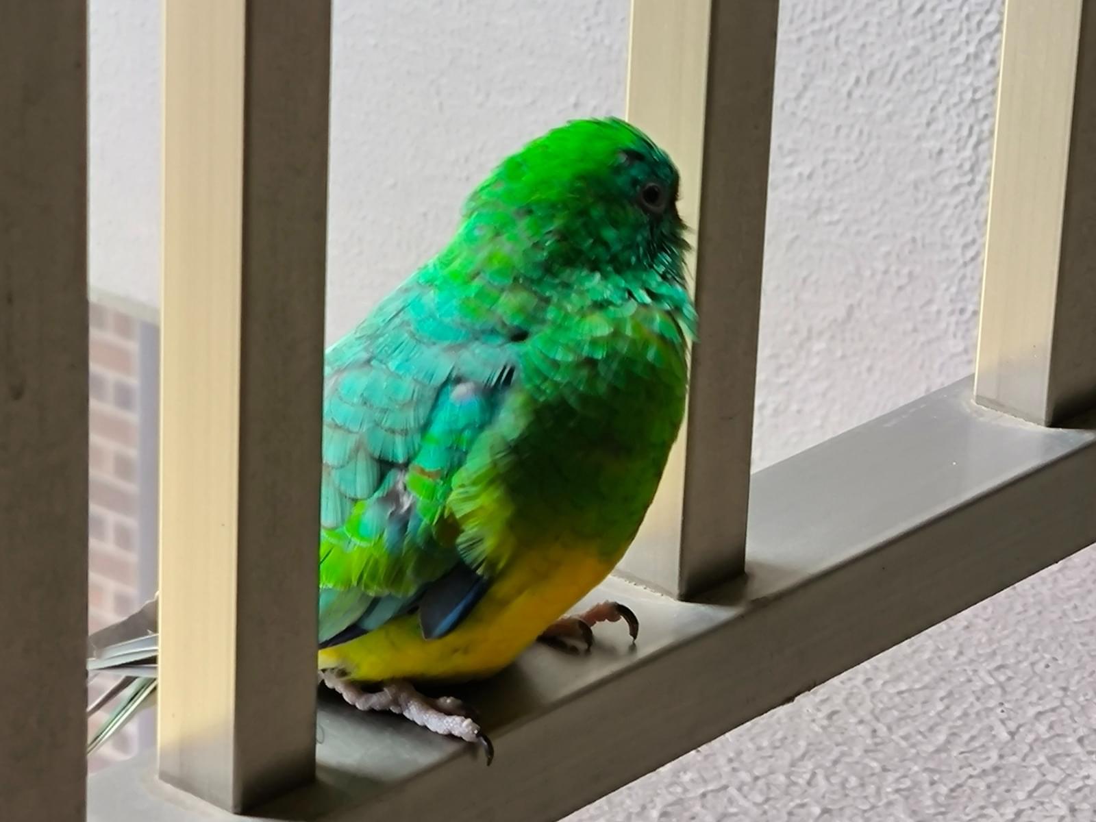 目撃された鳥 目撃された鳥