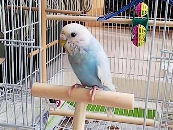 くくちゃん くくちゃん