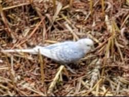 目撃された鳥 目撃された鳥