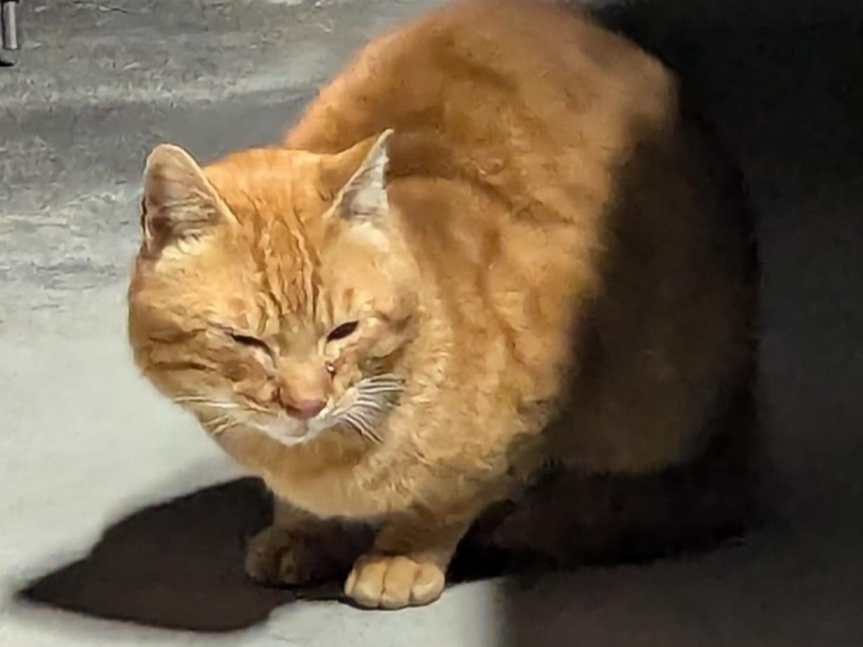 目撃された猫 目撃された猫