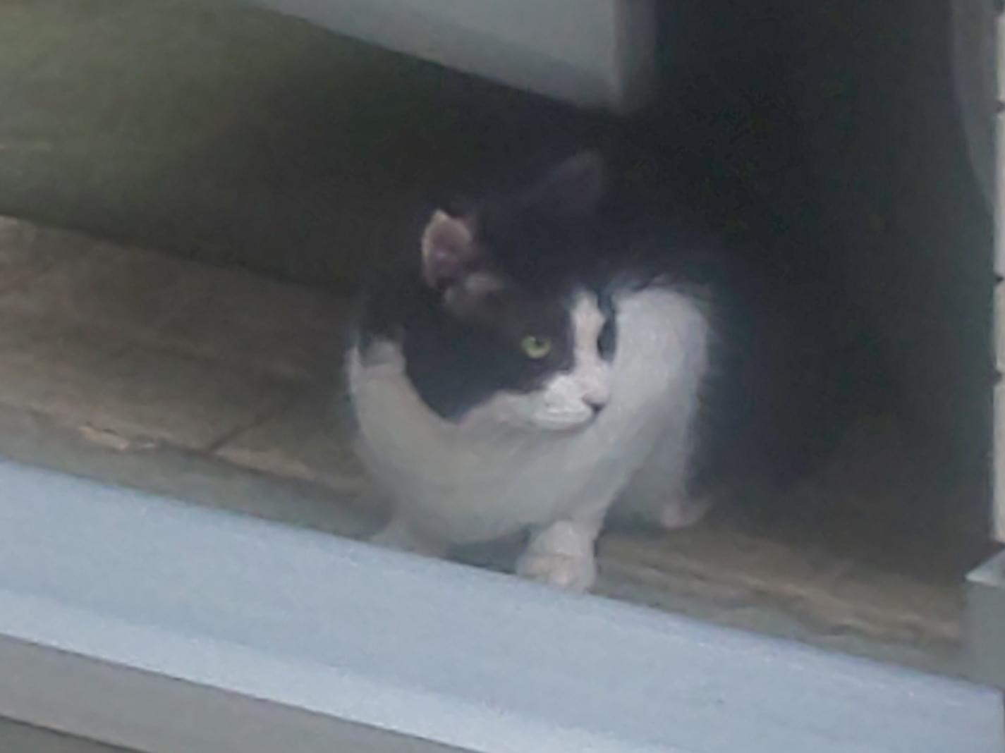 目撃された猫 目撃された猫