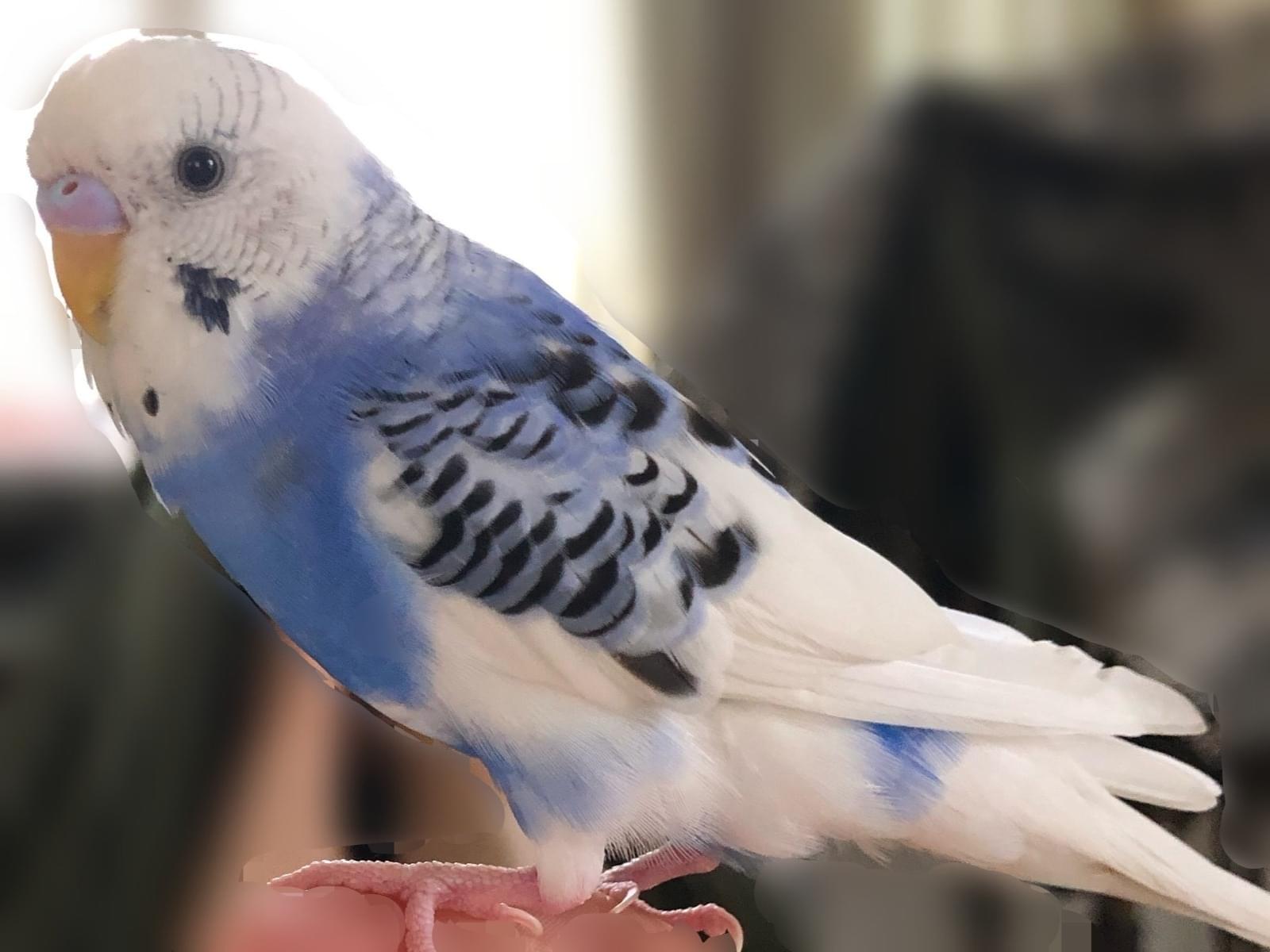 ぴーすけちゃん ぴーすけちゃん