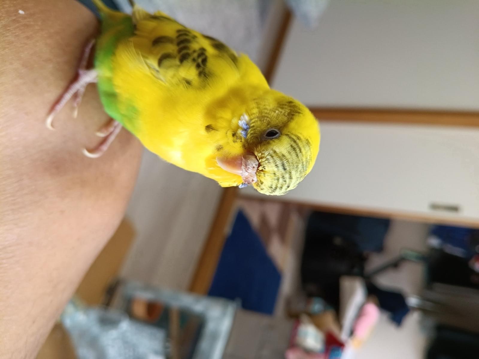 ユウ セキセイインコ黄色ちゃん