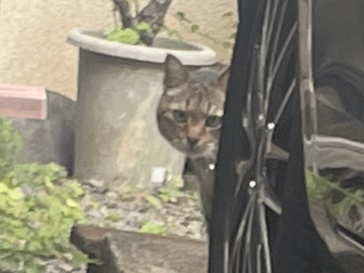 目撃された猫 目撃された猫
