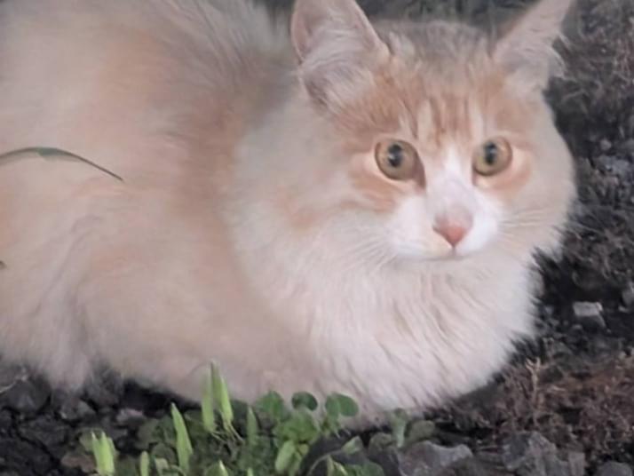 目撃された猫