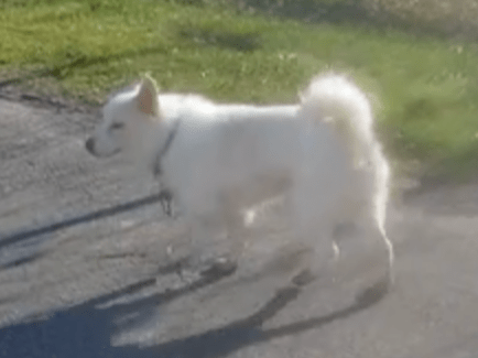 目撃された犬 目撃された犬