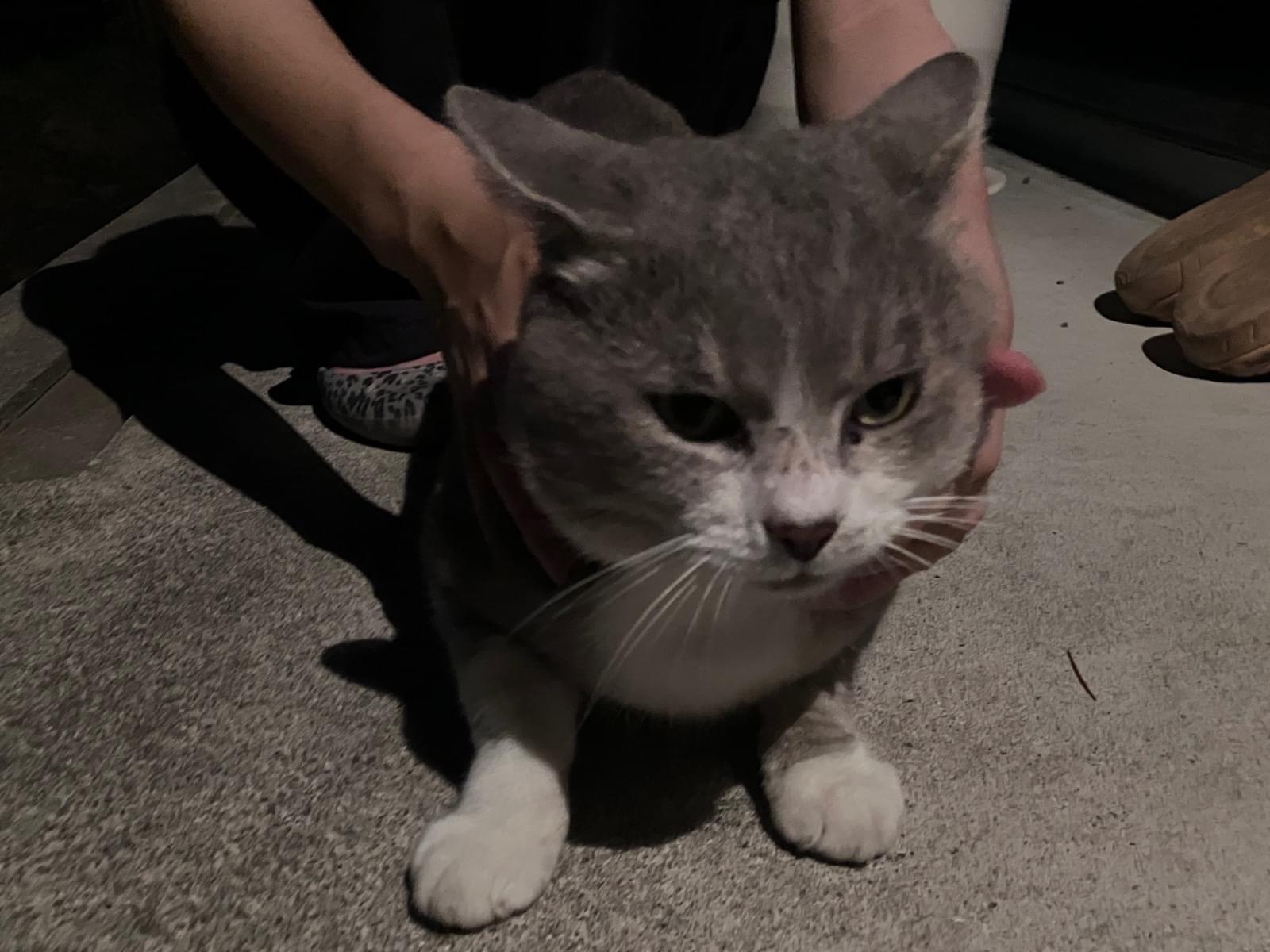 目撃された猫 目撃された猫