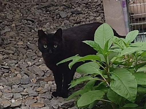 保護された猫