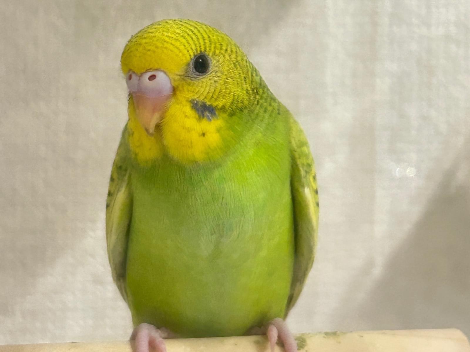 ライムちゃん ライムちゃん