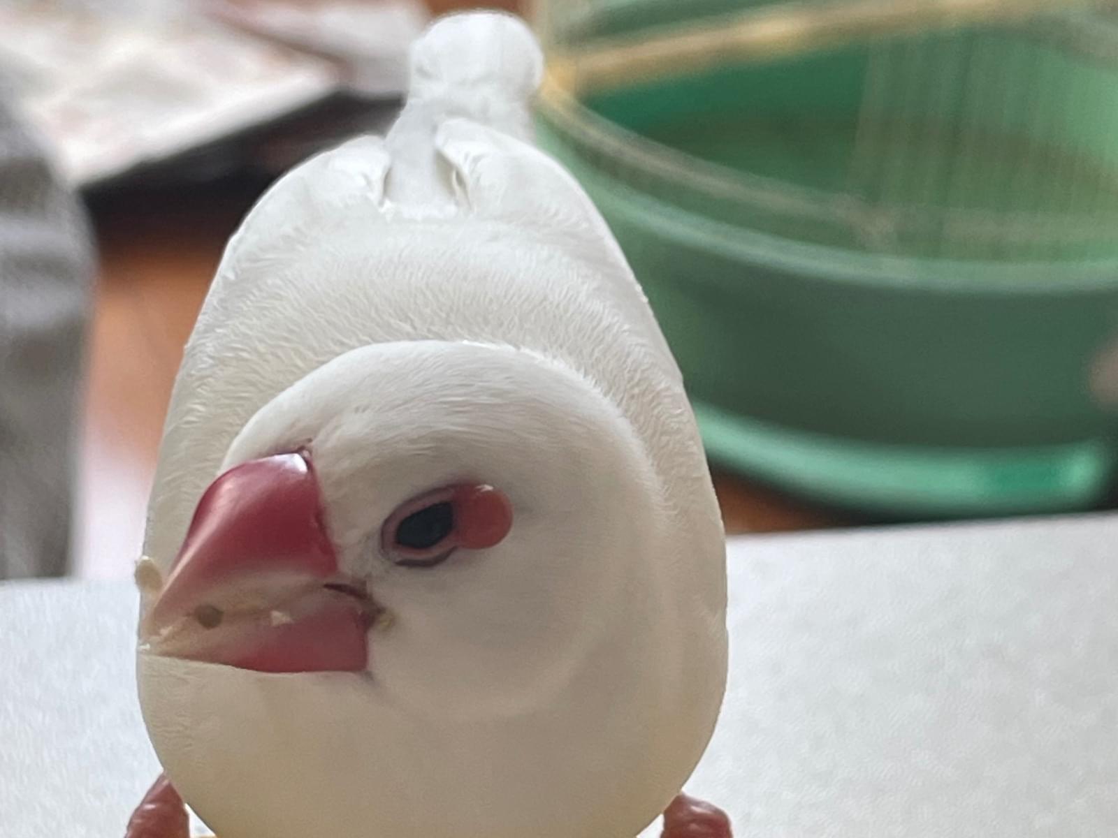 まるちゃん まるちゃん