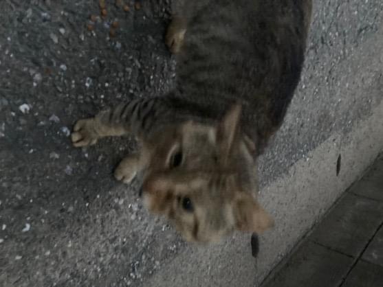 目撃された猫 目撃された猫