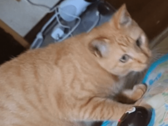 ぽんちゃん ぽんちゃん