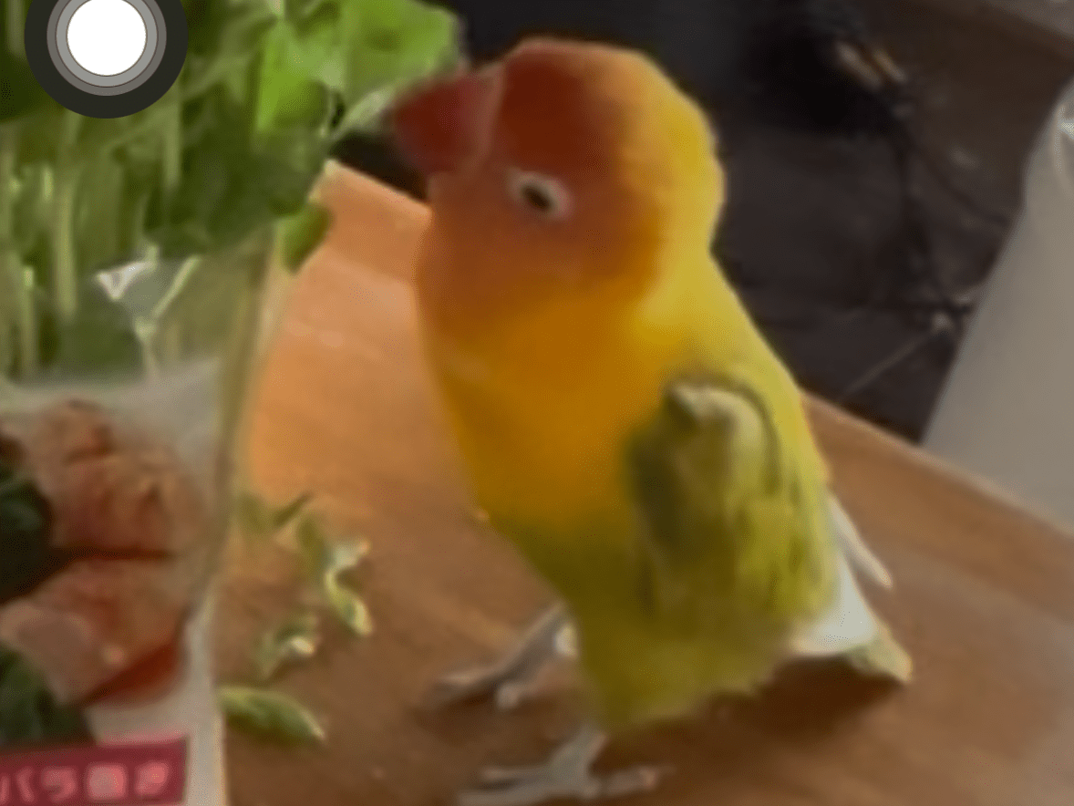 もんじゃちゃん もんじゃちゃん