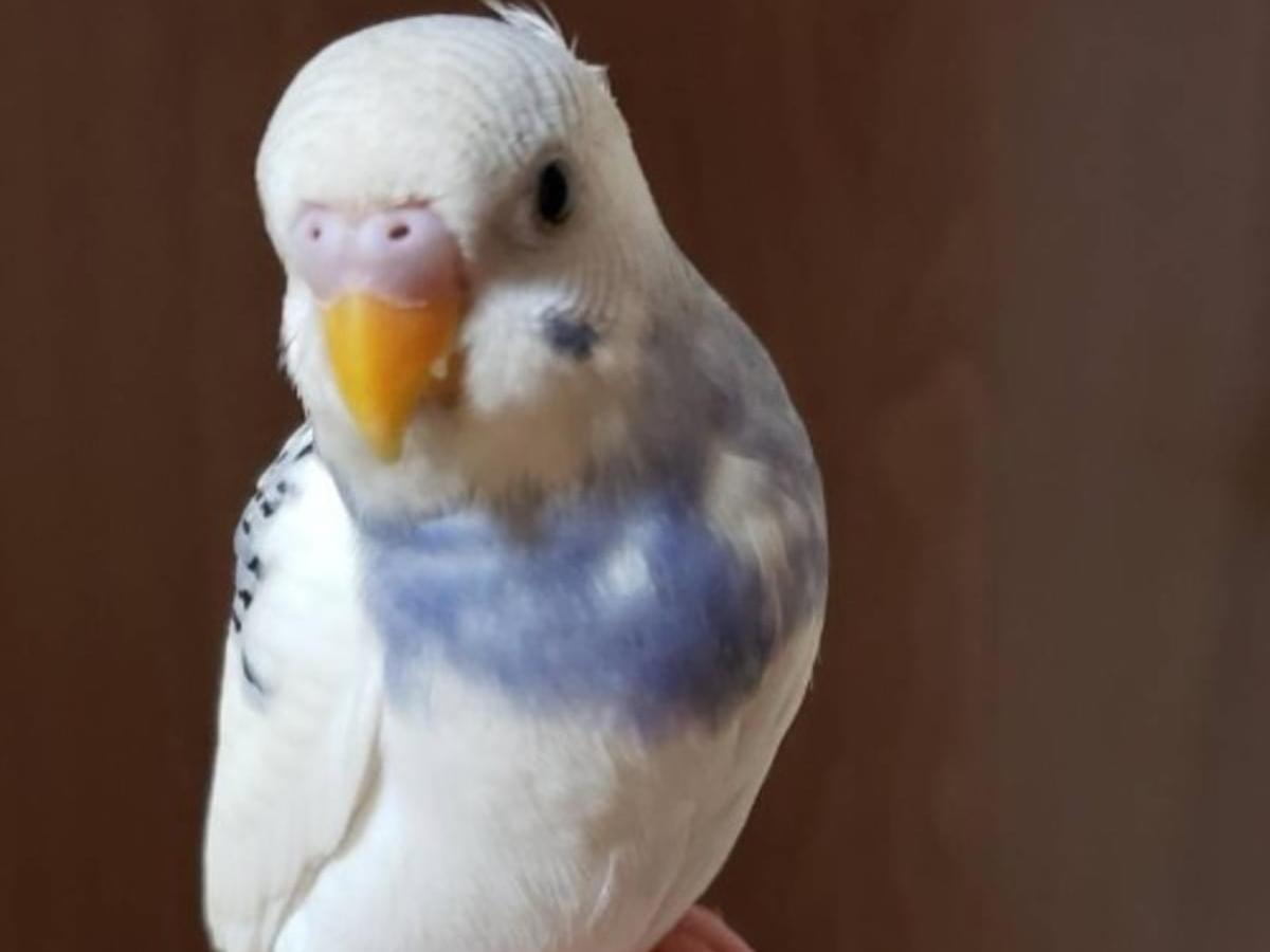 保護された鳥 保護された鳥