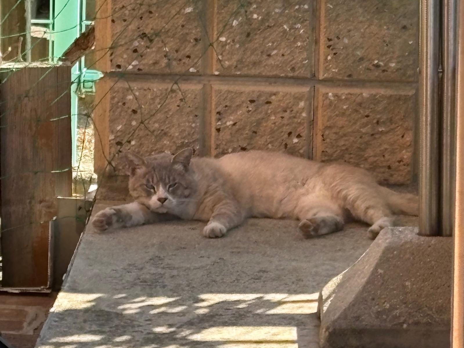 目撃された猫