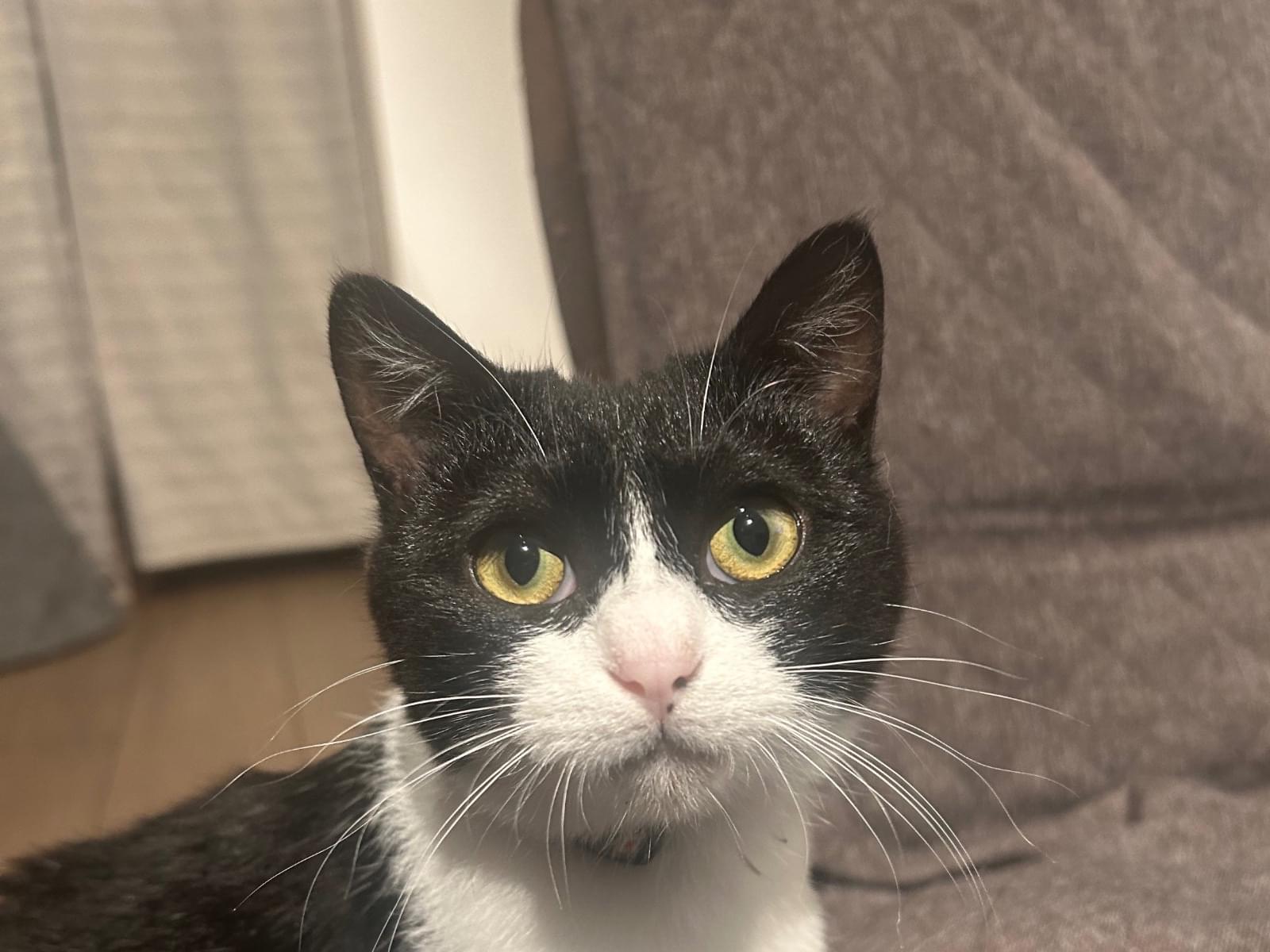 保護された猫 保護された猫