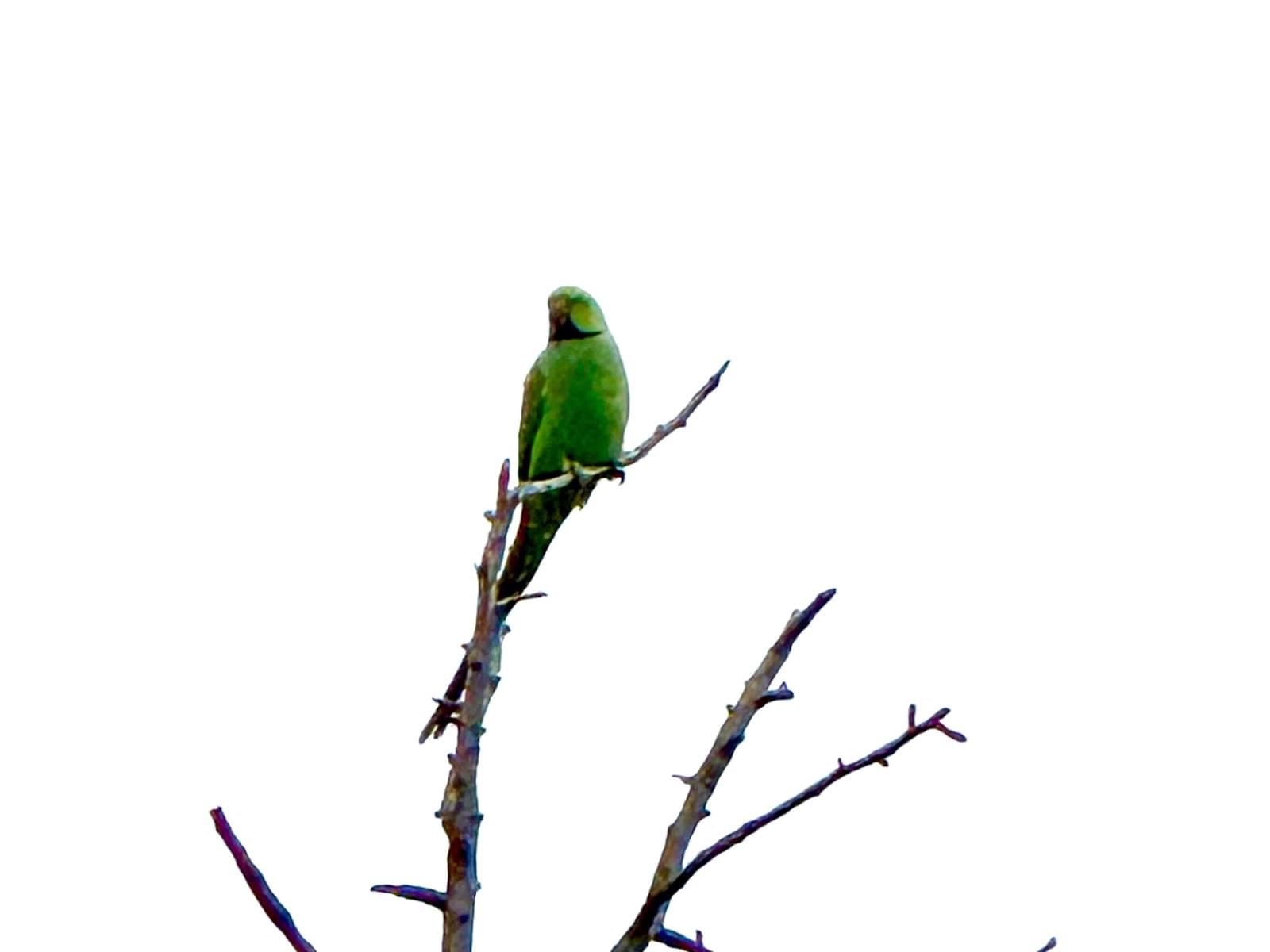 目撃された鳥