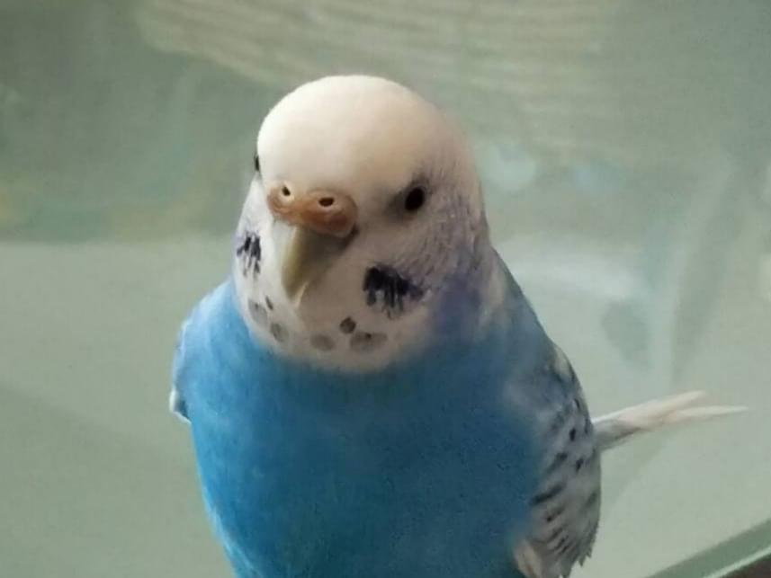 ピロちゃん ピロちゃん