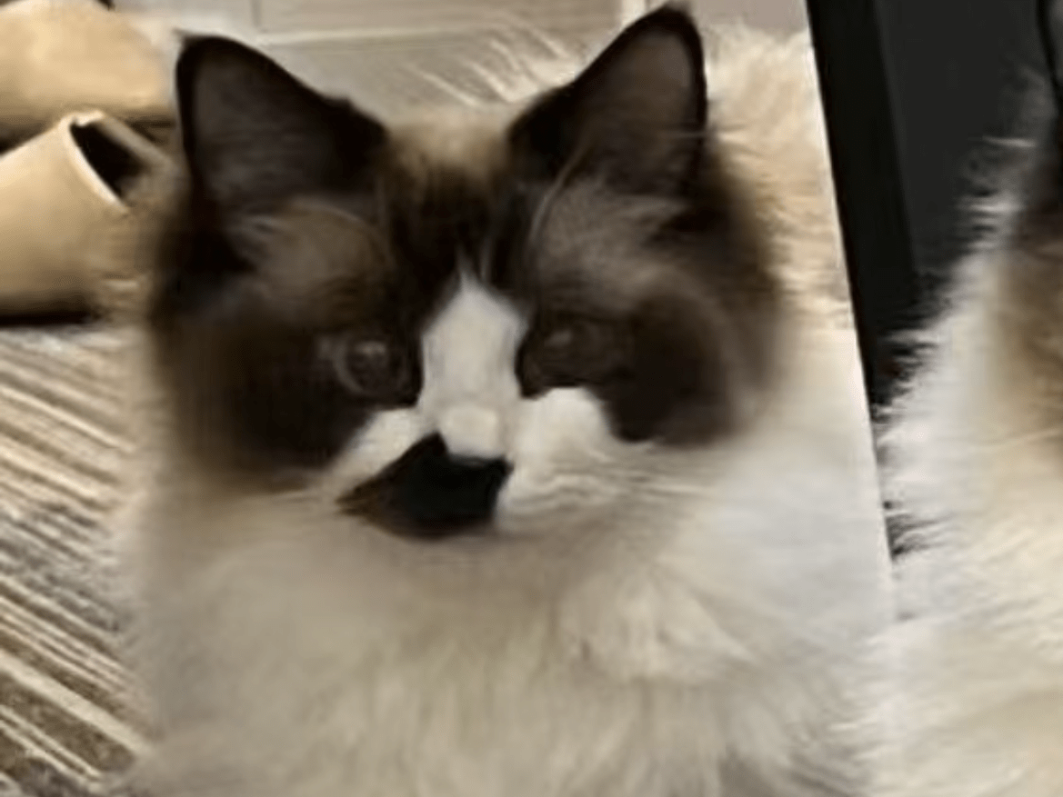 こひげちゃん こひげちゃん