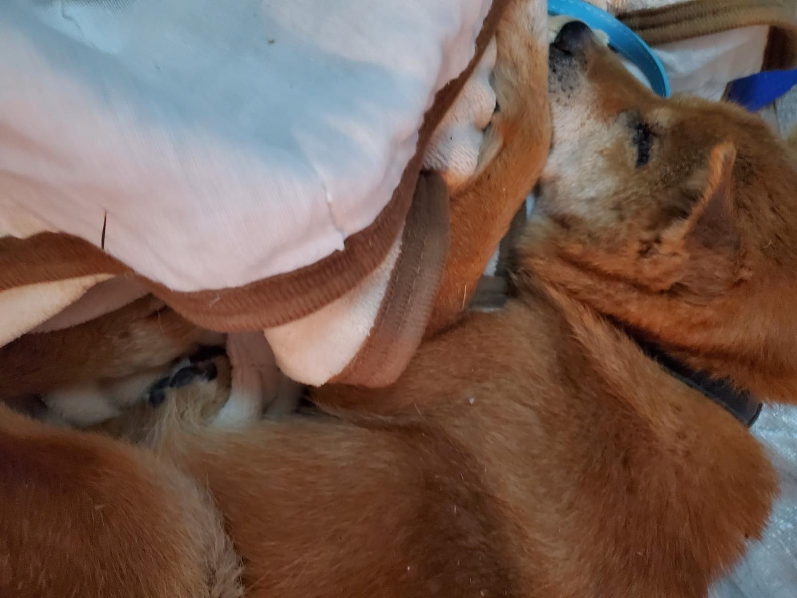 保護された犬 保護された犬